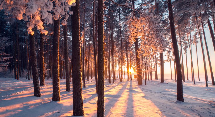 Winterwald mit Sonnenstrahlen