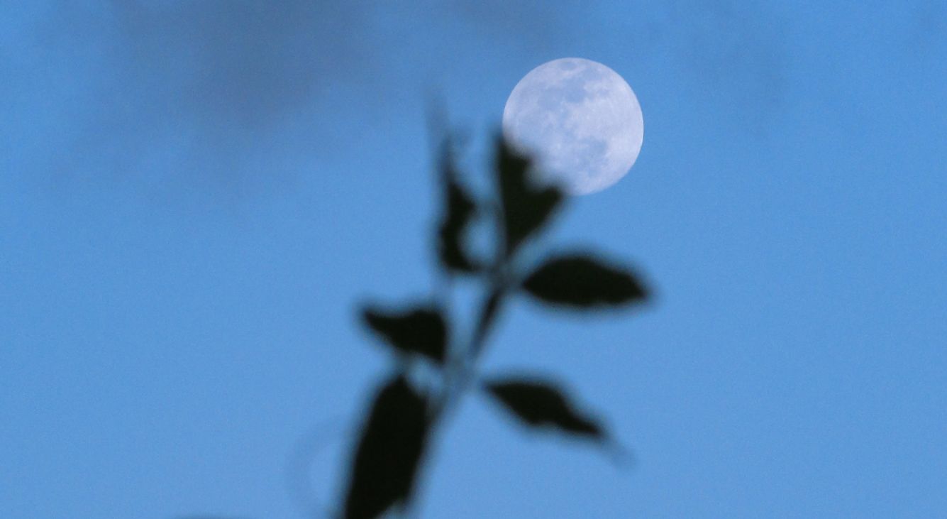 Vollmond am blauen Himmel vor Blume