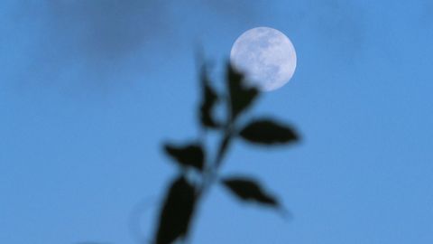 Vollmond am blauen Himmel vor Blume - Foto: canva.com