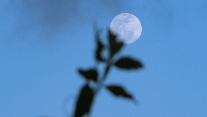 Vollmond am blauen Himmel vor Blume - Foto: canva.com