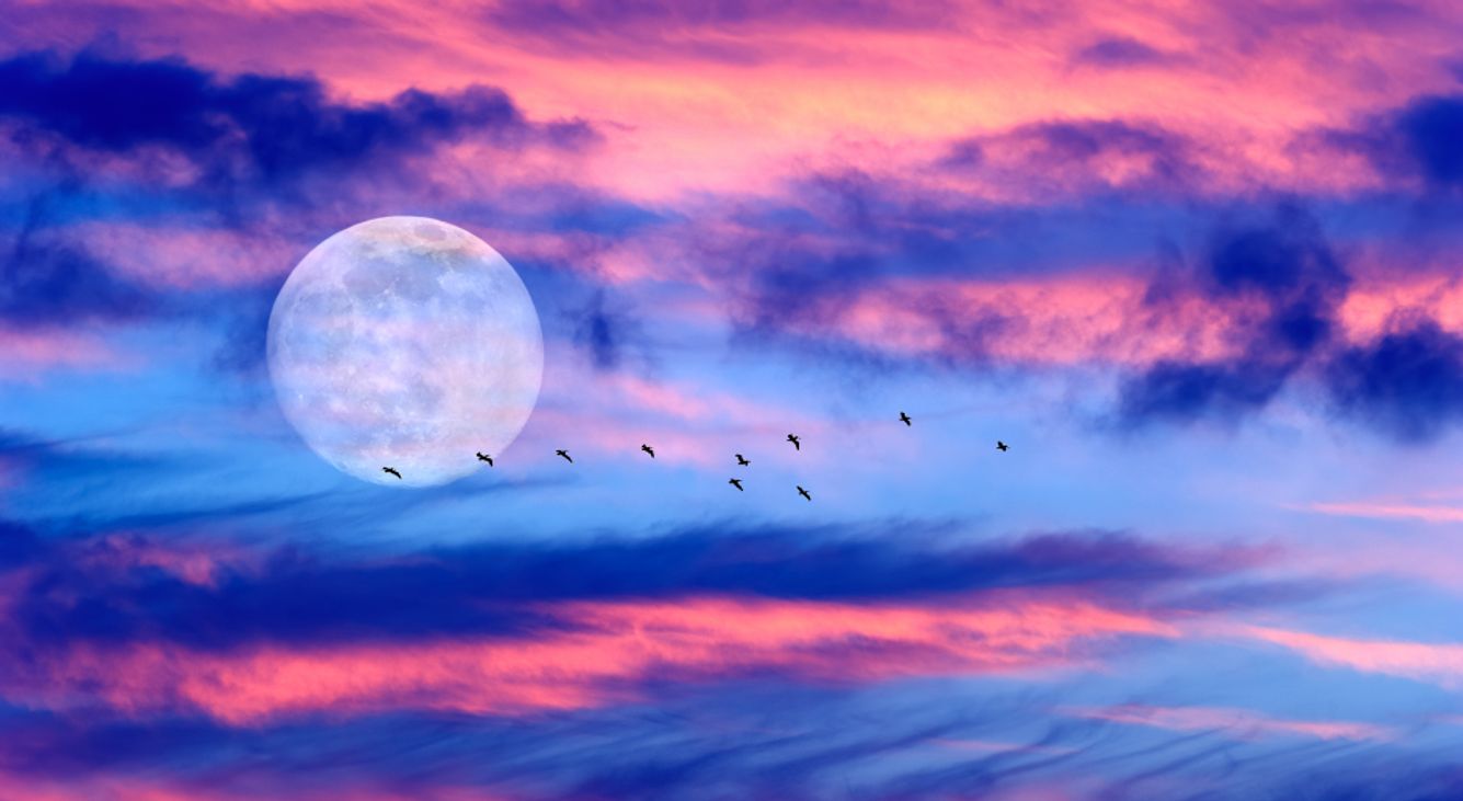 Vollmiond am rosafarbenen Himmel mit Vögeln am Horizont