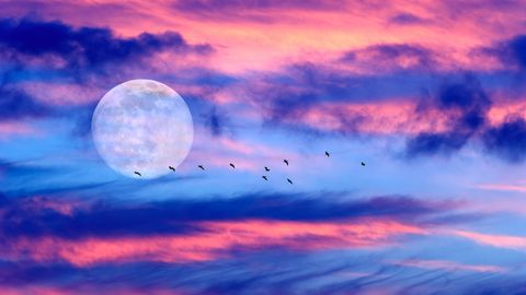 Vollmiond am rosafarbenen Himmel mit Vögeln am Horizont - Foto: canva.com