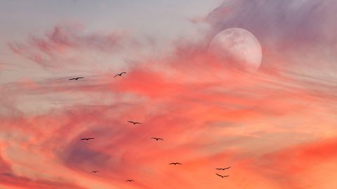 Vollmobd am roten Himmel mit Vogelschwarm davor - Foto: canva.com