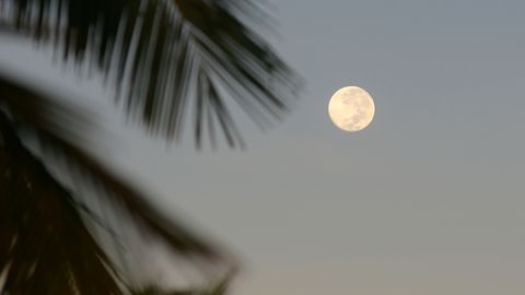 Mond am aschblauen Himmel über Palmen - Foto: canva.com