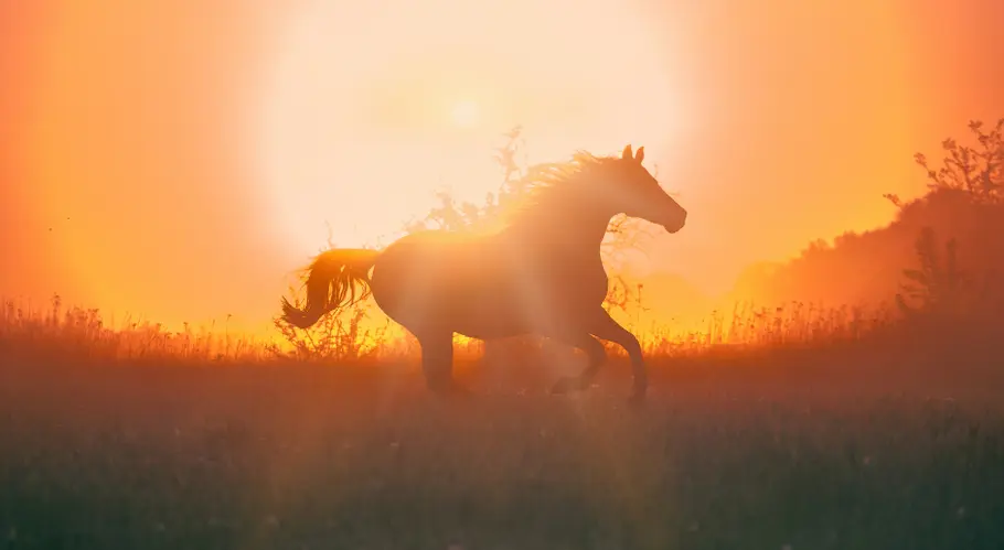 Pferd galoppiert vor goldenem Sonnenuntergang