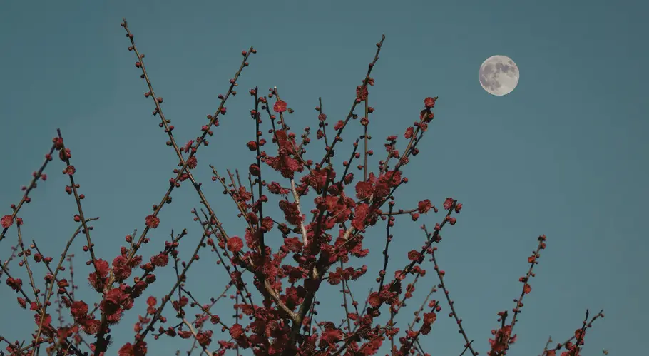 Vollond am Himmel mit Blüten