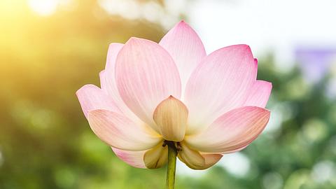 Die magische Bedeutung der Lotusblume