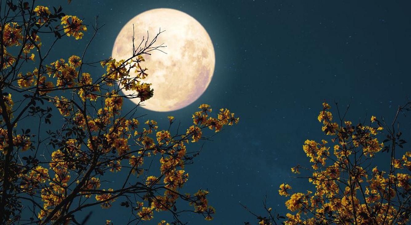 Vollmond am Himmel mit Blumensträuchern im Vordergrund