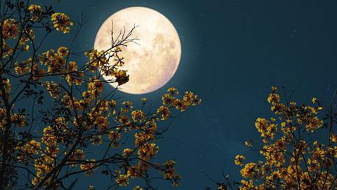 Vollmond am Himmel mit Blumensträuchern im Vordergrund - Foto: canva.com