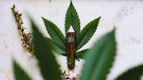 Cannabis: Die Heilkraft der Hanf-Pflanze - Foto: Kimzy Nanney / Unsplash