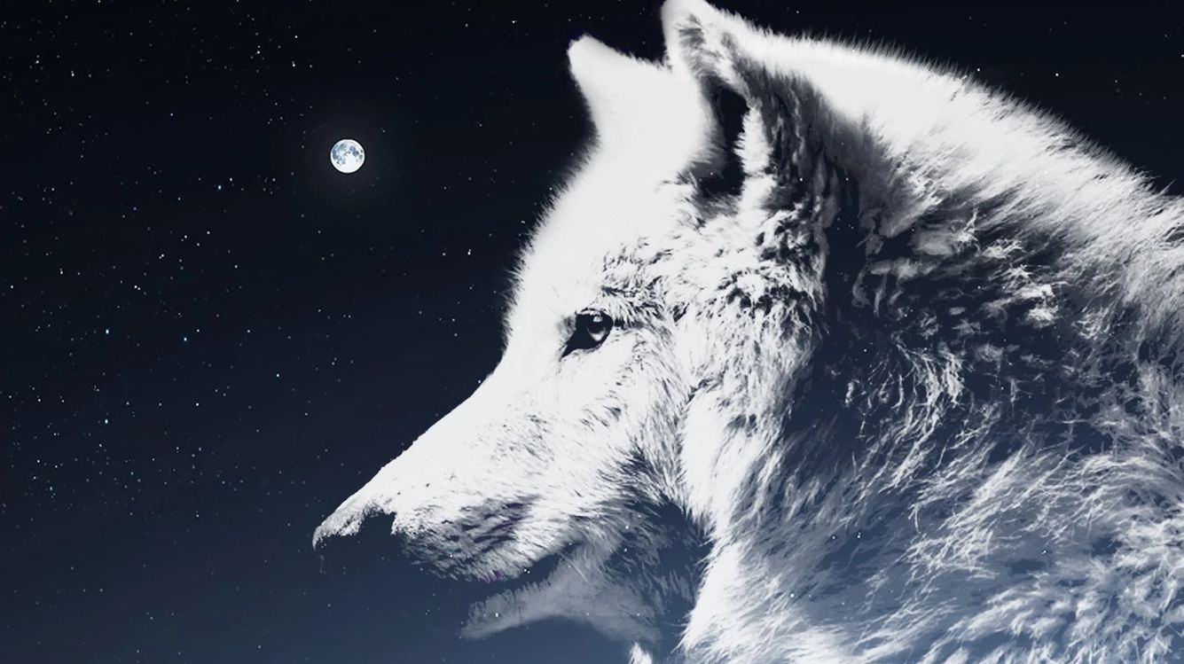 Das Krafttier Wolf: Bedeutung und Eigenschaften