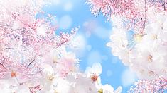 Kirschblüten - Foto: Adobe Stock