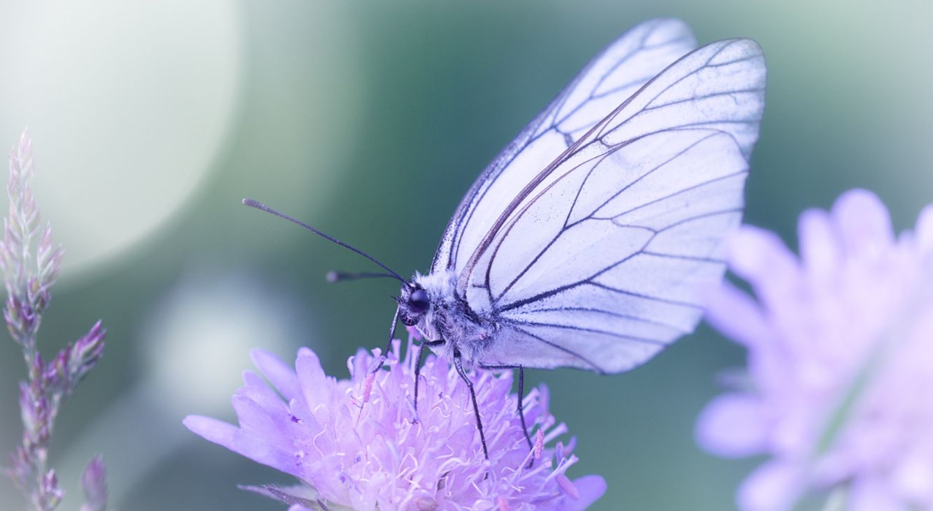 Schmetterling auf Blume