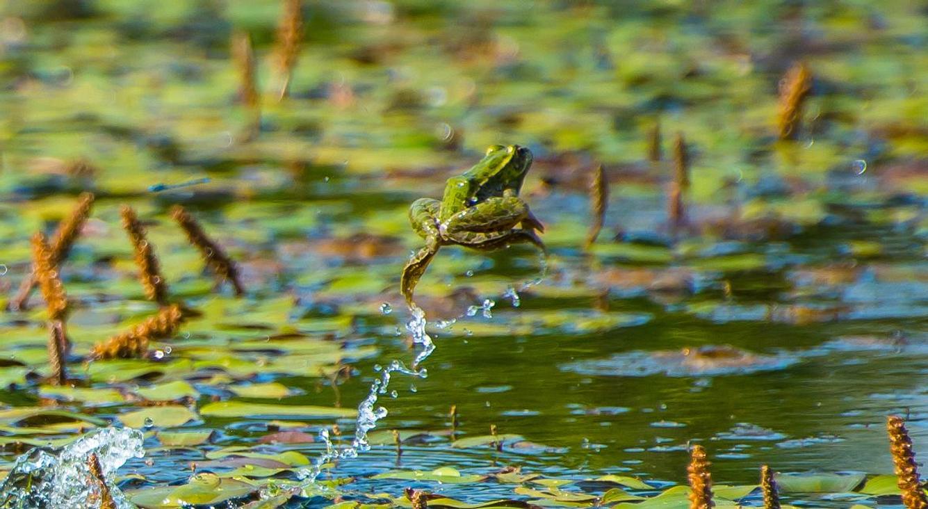 Frosch springt über Teich