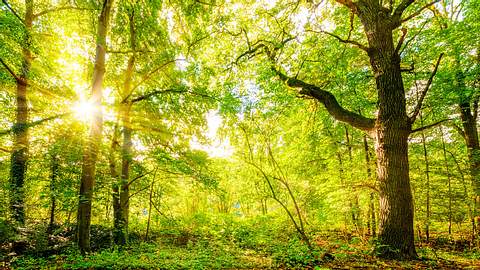 Wald mit Sonnenlicht 