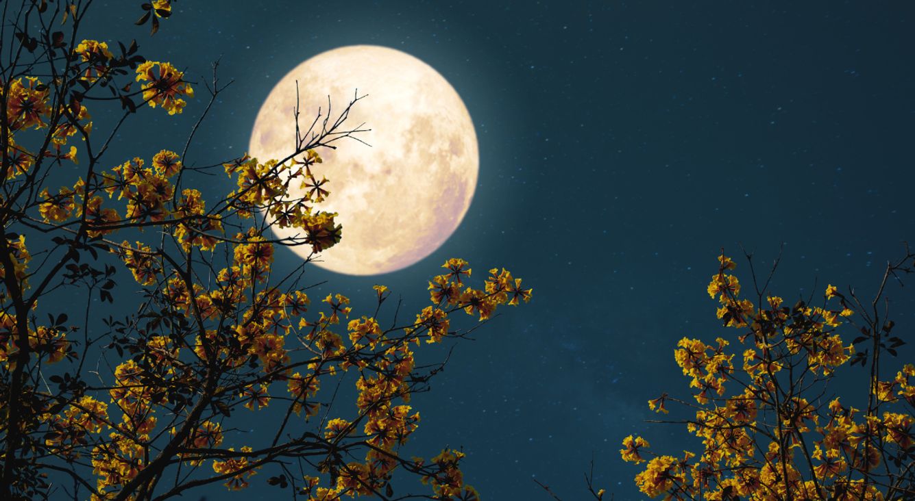 Vollmond vor blühendem Baum