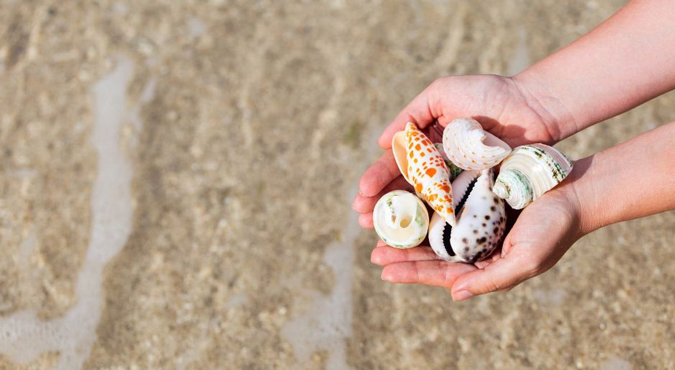 Muscheln in der Hand am Meer 