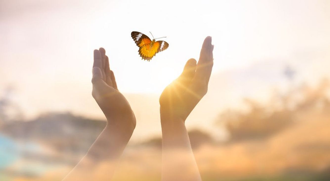 Schmetterling der aus zwei Händen fliegt