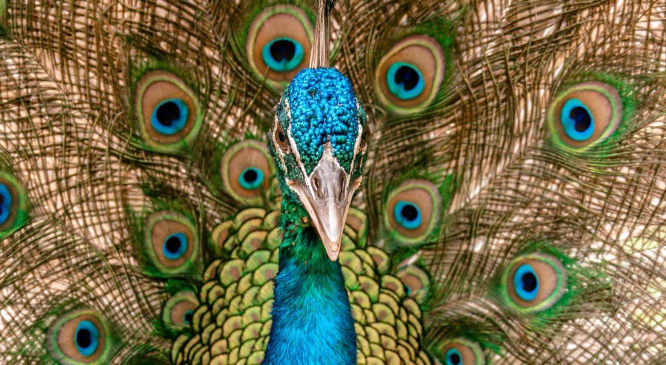 Pfau