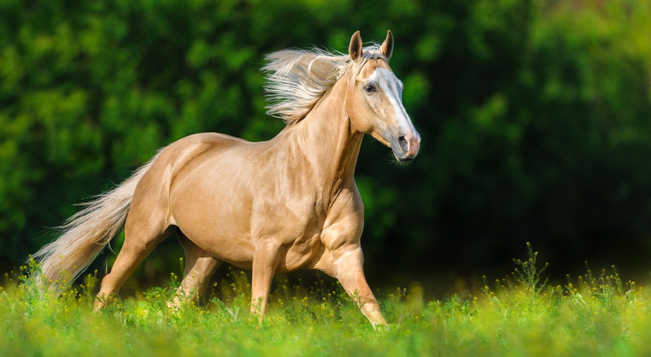 Pferd auf Wiese