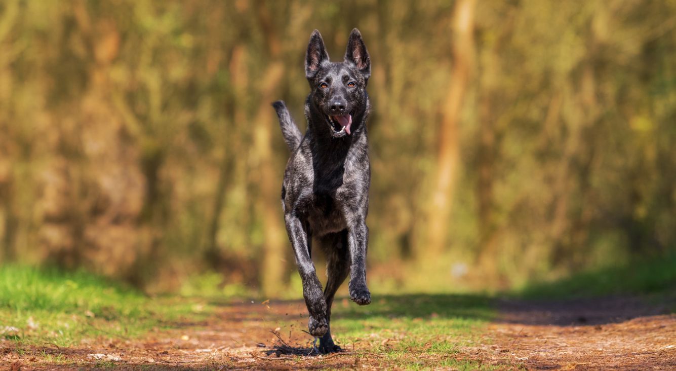 Hund rennt auf Waldweg