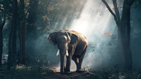 Elefant im Wald - Foto: canva.com