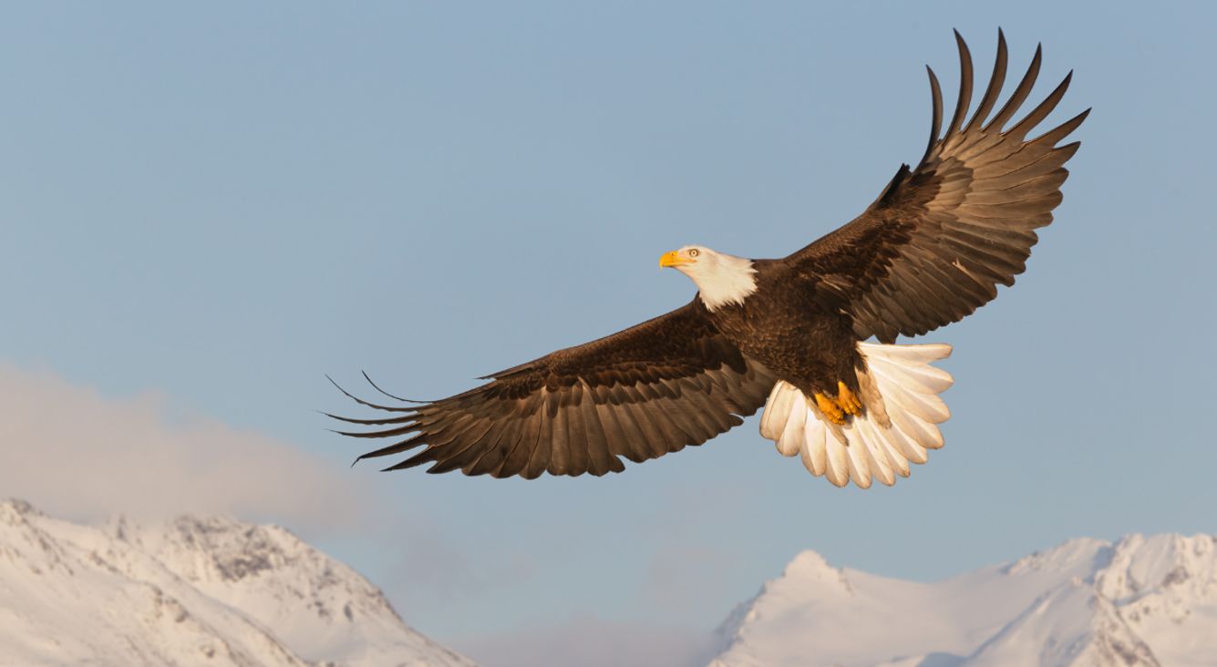 Entdecke dein Totemtier und seine Bedeutung Adler fliegt vor Bergen