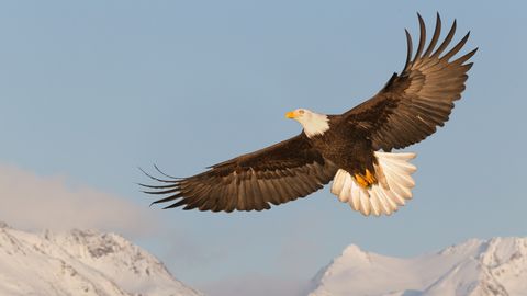 Adler fliegt vor Bergen - Foto: canva.com