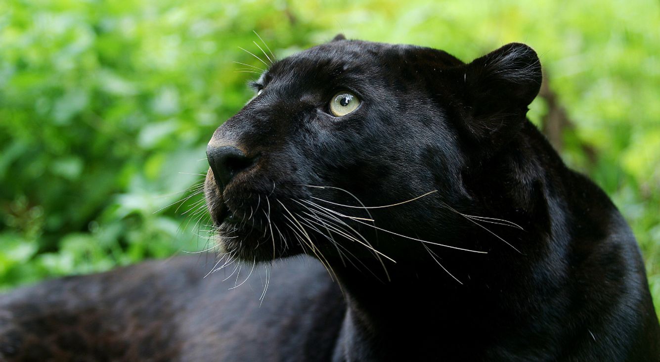 Entdecke dein Totemtier und seine Bedeutung Panther