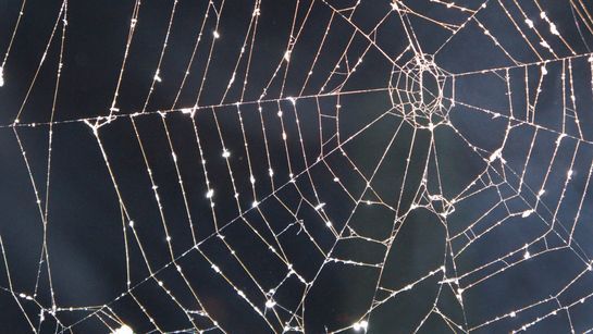 Spinnennetz mit Morgentau - Foto: Canva.com
