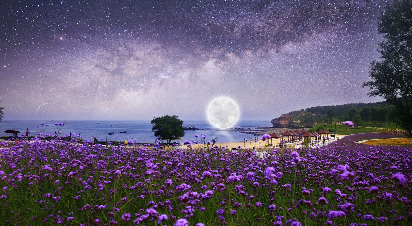 Ein heller Vollmond über dem Wasser und hinter einer großen Wiese mit vielen blühenden lilafarbenen Blumen.