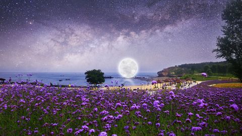 Ein heller Vollmond über dem Wasser und hinter einer großen Wiese mit vielen blühenden lilafarbenen Blumen. - Foto: canva.com